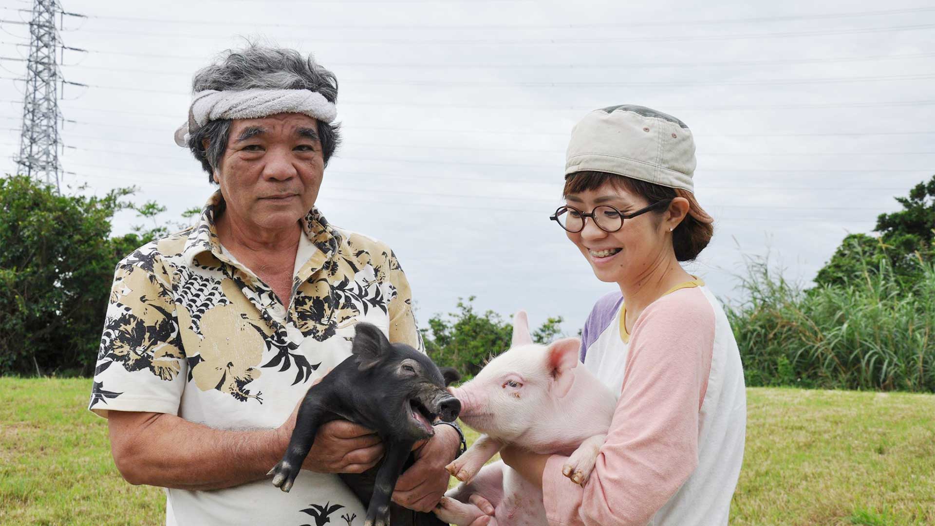 沖縄ブランド豚（紅あぐー・紅豚）を飼育する喜納農場