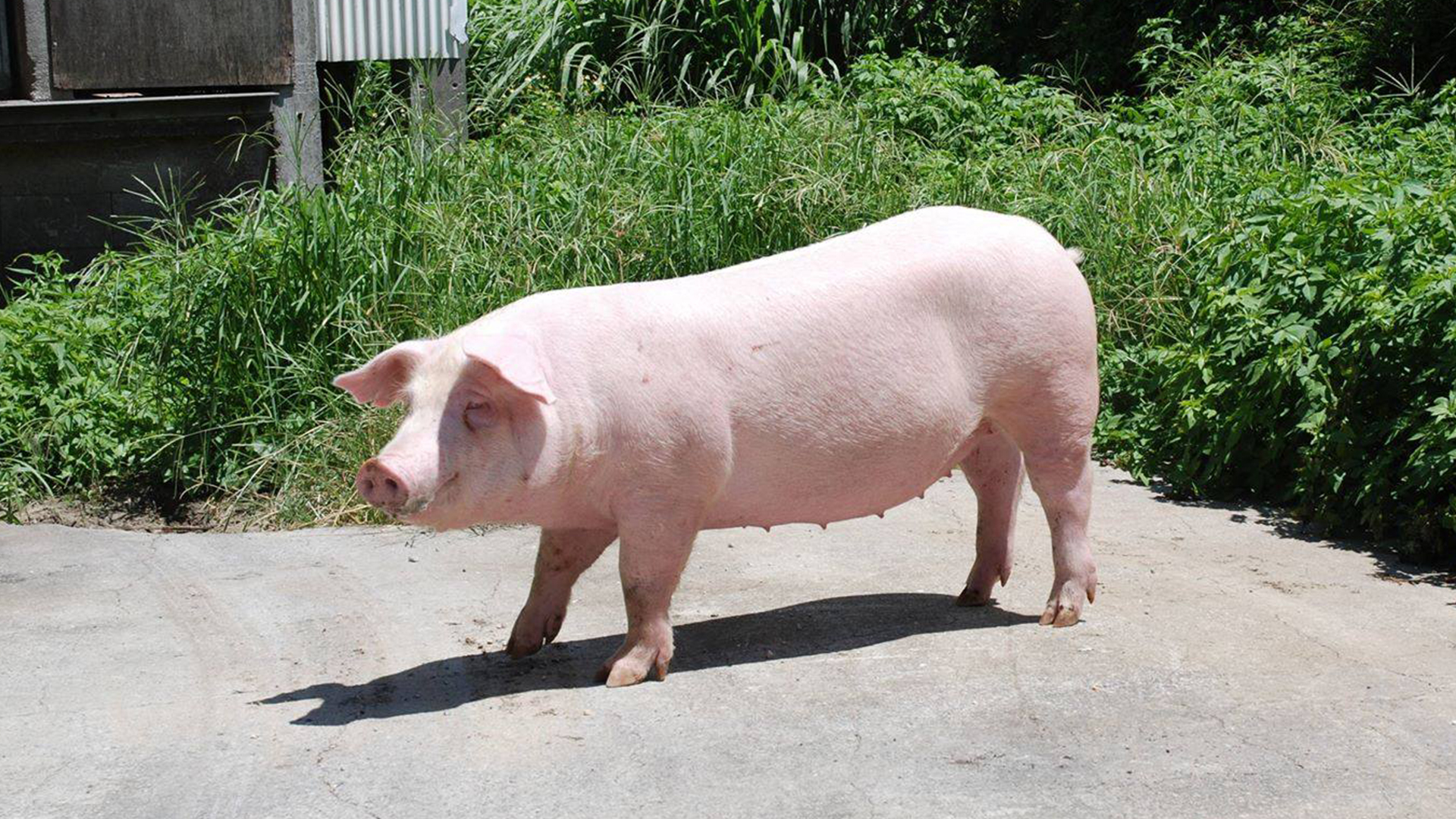 沖縄ブランド豚（紅あぐー・紅豚）を飼育する喜納農場